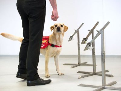 Dogs could be trained to detect COVID-19 through scent