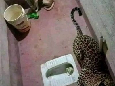 This incident is from the resthouse adjacent to the Kombaru sanctuary in Karnataka.